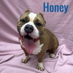 Enlarge Honey, a ADOPTABLE American Bully in Pleasantville, NJ image 1/1