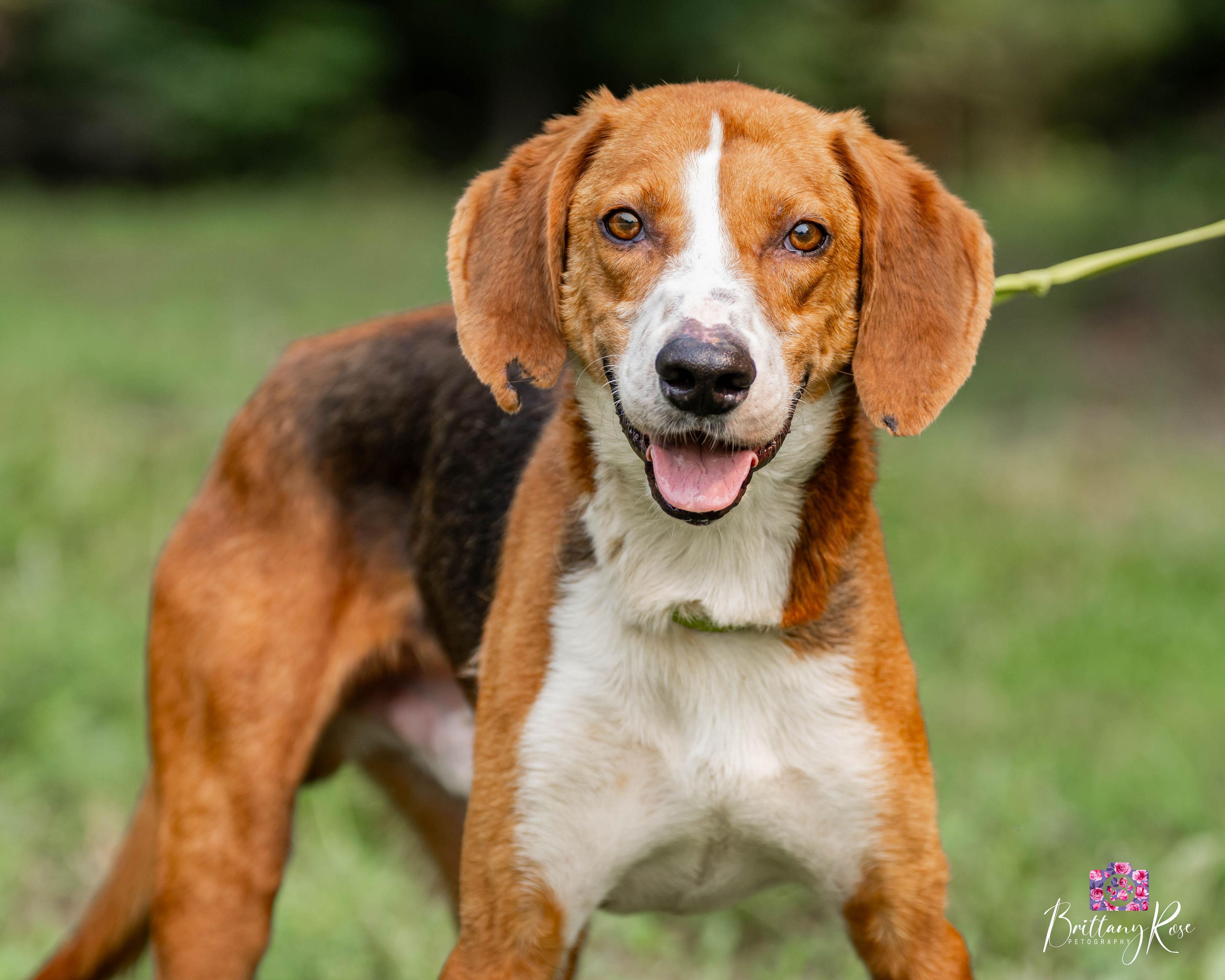 Cowboy, ADOPTABLE, Adult Male Coonhound.