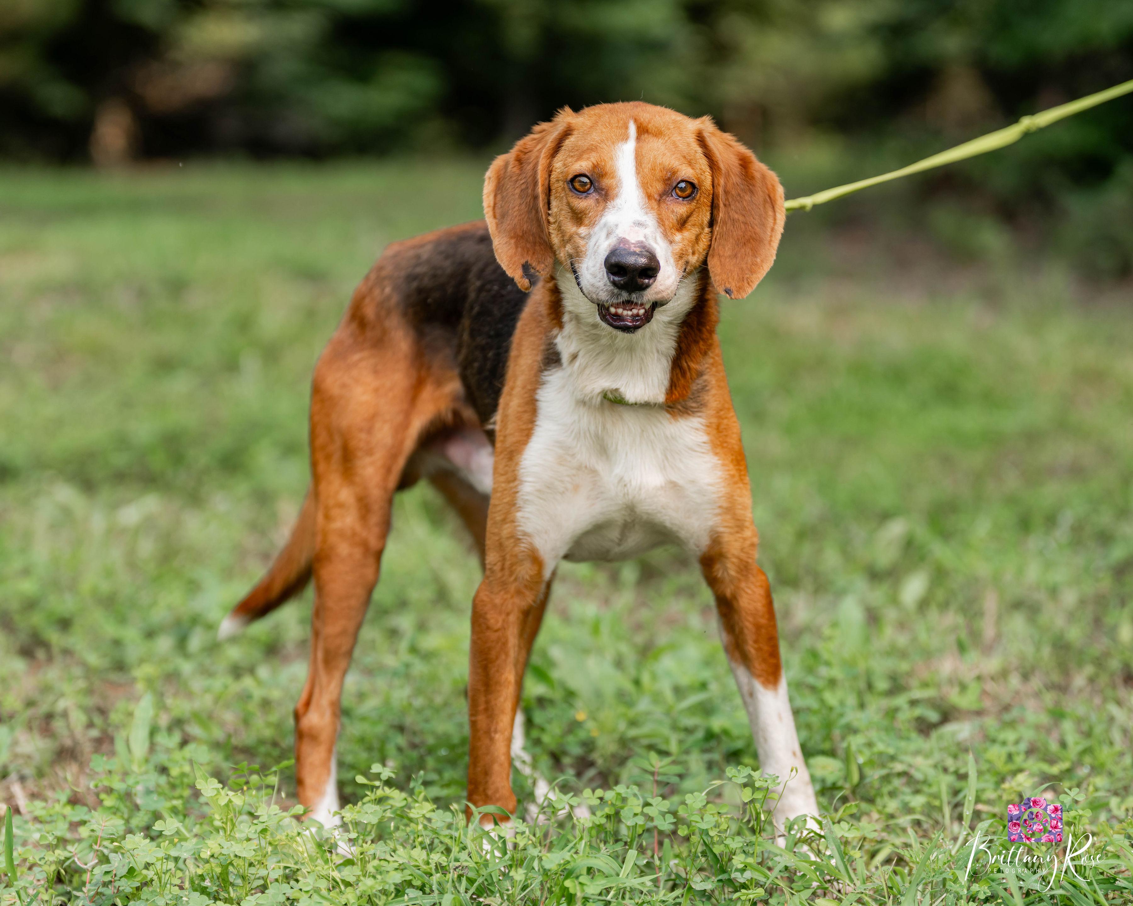 Cowboy, a ADOPTABLE Coonhound in Powhatan, VA image 2/2