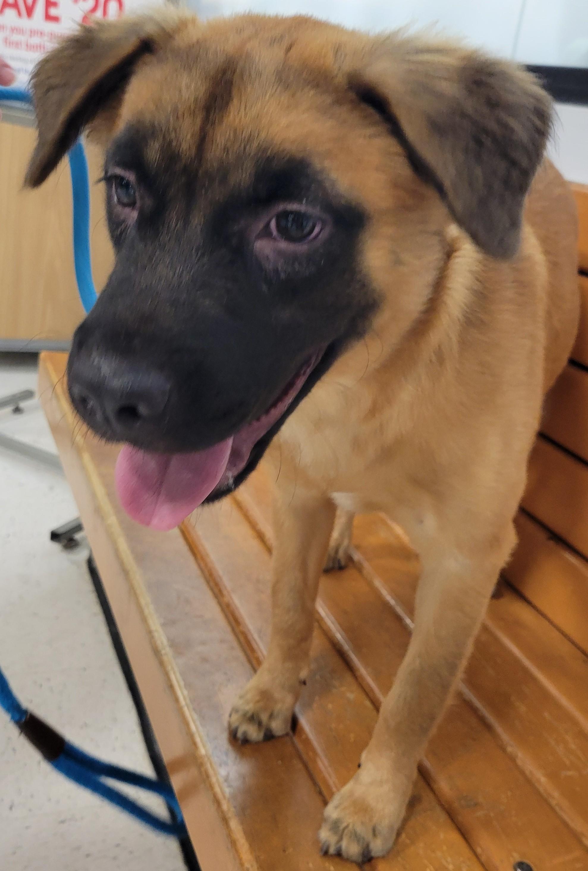 Enlarge Cocoa, an adopted mixed breed in Houston, TX image 1/1