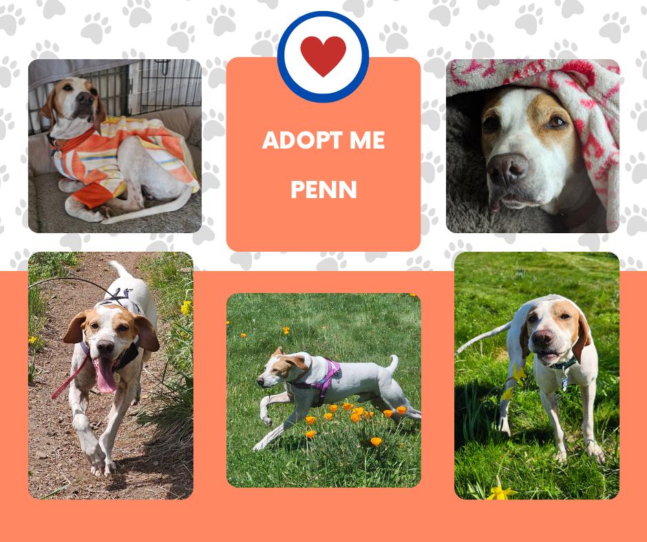 Enlarge Penn (CA), a ADOPTABLE English Pointer in Bridgeton, NJ image 1/1