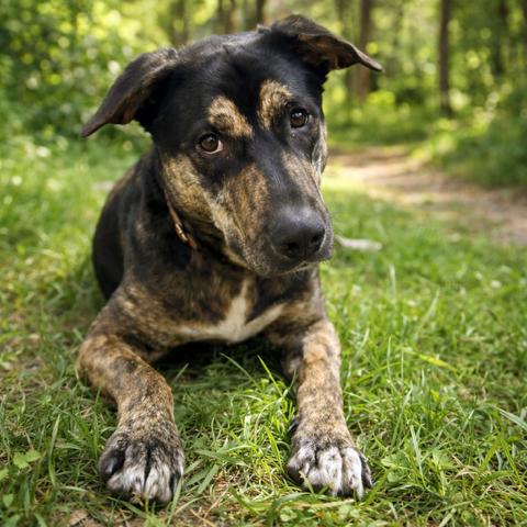 Enlarge Sasha, a Adoptable mixed breed in Denver, CO image 3/6