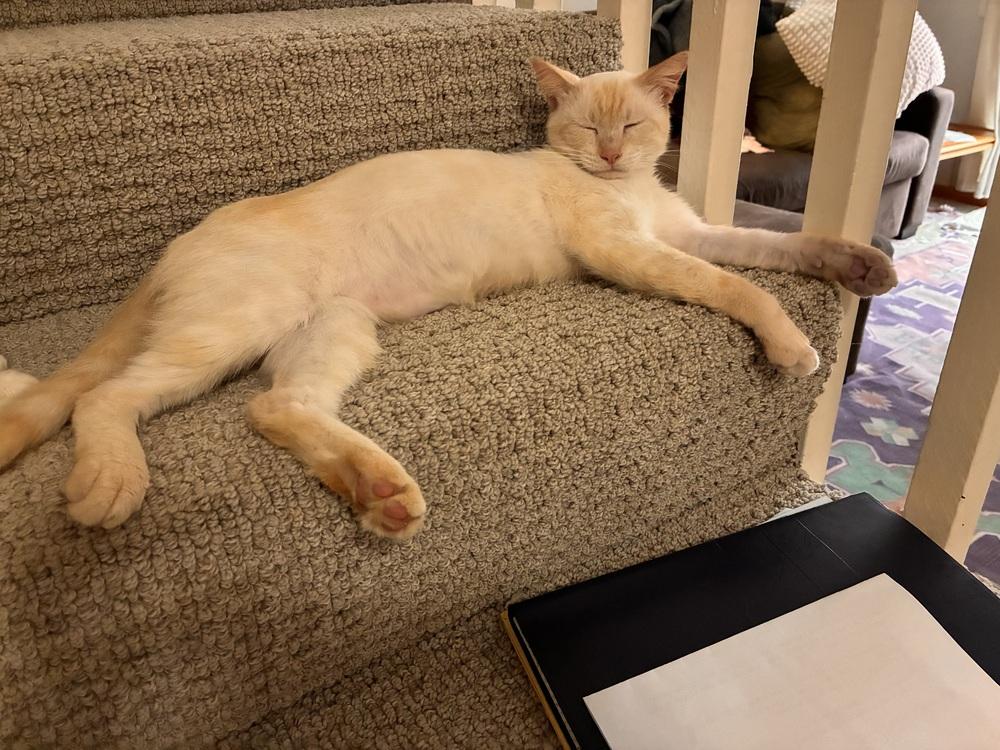 Enlarge Cheddar 5, a Adoptable mixed breed in Austin, TX image 1/3
