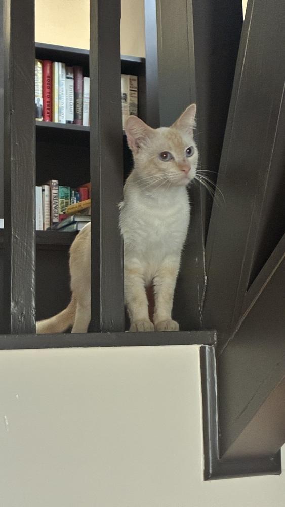 Enlarge Cheddar 5, a Adoptable mixed breed in Austin, TX image 3/3