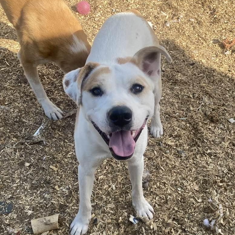 Willie, Adoptable, Young Male Mixed Breed & Australian Cattle Dog / Blue Heeler.