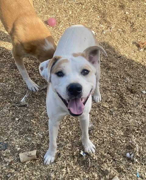 Enlarge Willie, a Adoptable mixed breed in O Fallon , MO image 2/5