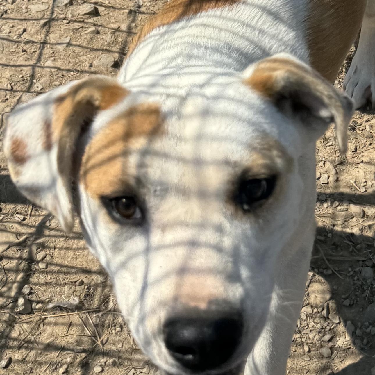 Enlarge Willie, a Adoptable mixed breed in O Fallon , MO image 3/5