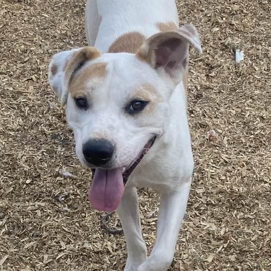 Enlarge Willie, a Adoptable mixed breed in O Fallon , MO image 5/5