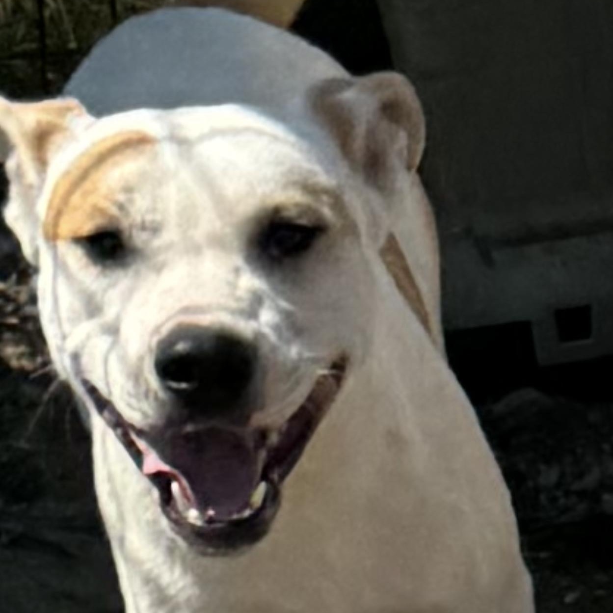 Enlarge Willie, a Adoptable mixed breed in O Fallon , MO image 4/5