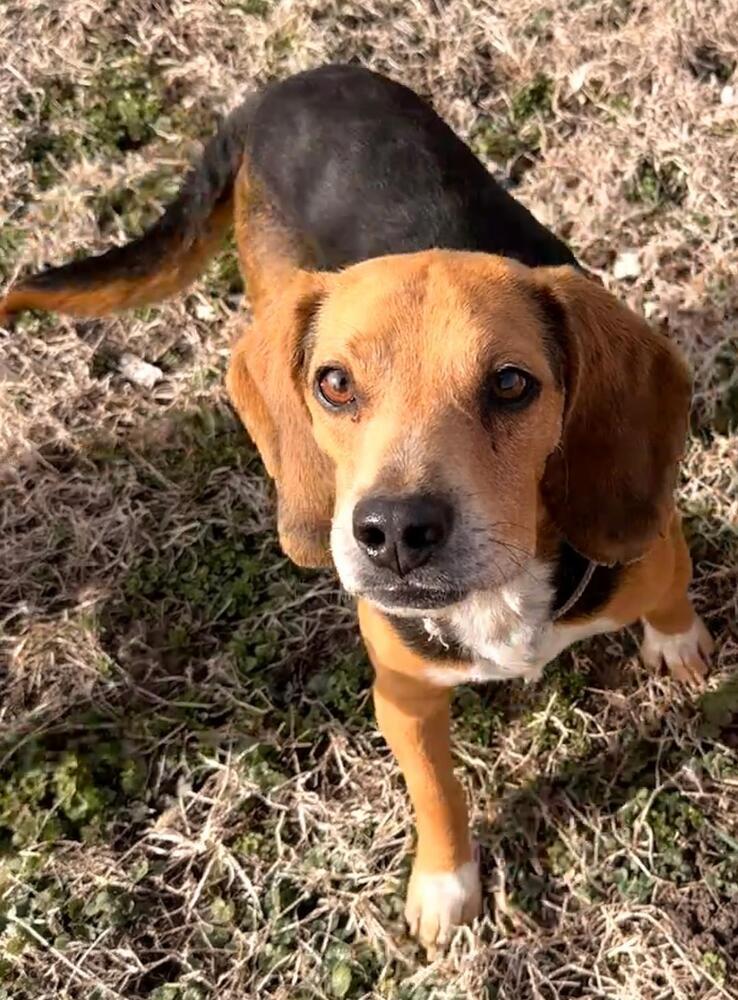 Teddy - adoption pending, Adoptable, Adult Male Beagle.