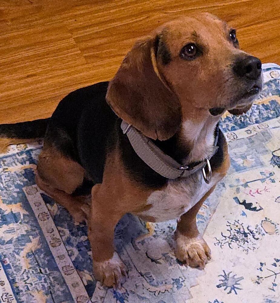 Enlarge Teddy - adoption pending, a Adoptable Beagle in Shawnee Mission, KS image 2/5