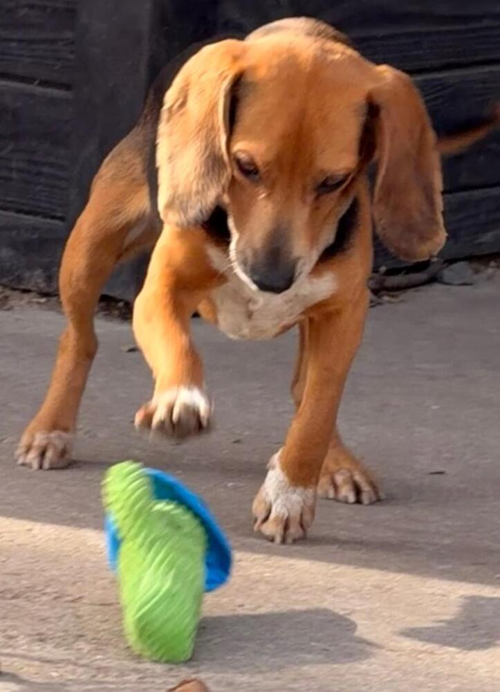 Enlarge Teddy - adoption pending, a Adoptable Beagle in Shawnee Mission, KS image 3/5
