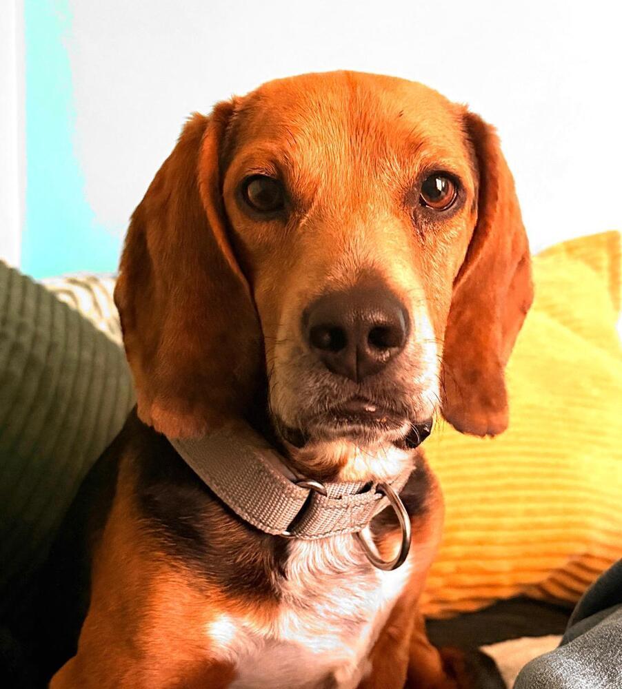 Enlarge Teddy - adoption pending, a Adoptable Beagle in Shawnee Mission, KS image 4/5