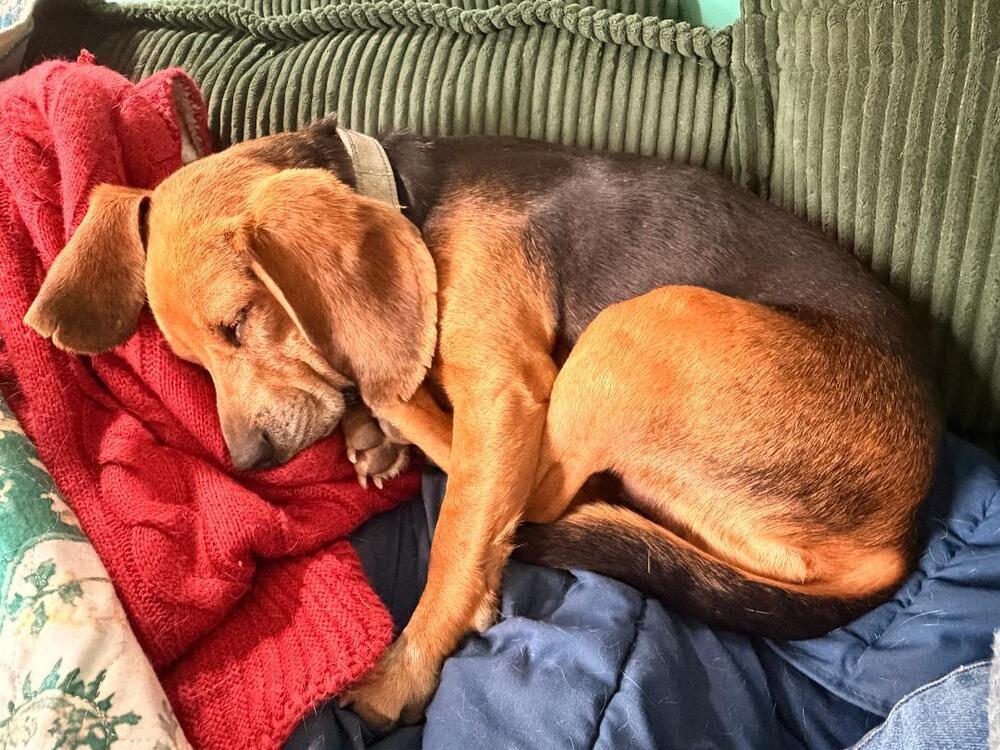 Enlarge Teddy - adoption pending, a Adoptable Beagle in Shawnee Mission, KS image 5/5