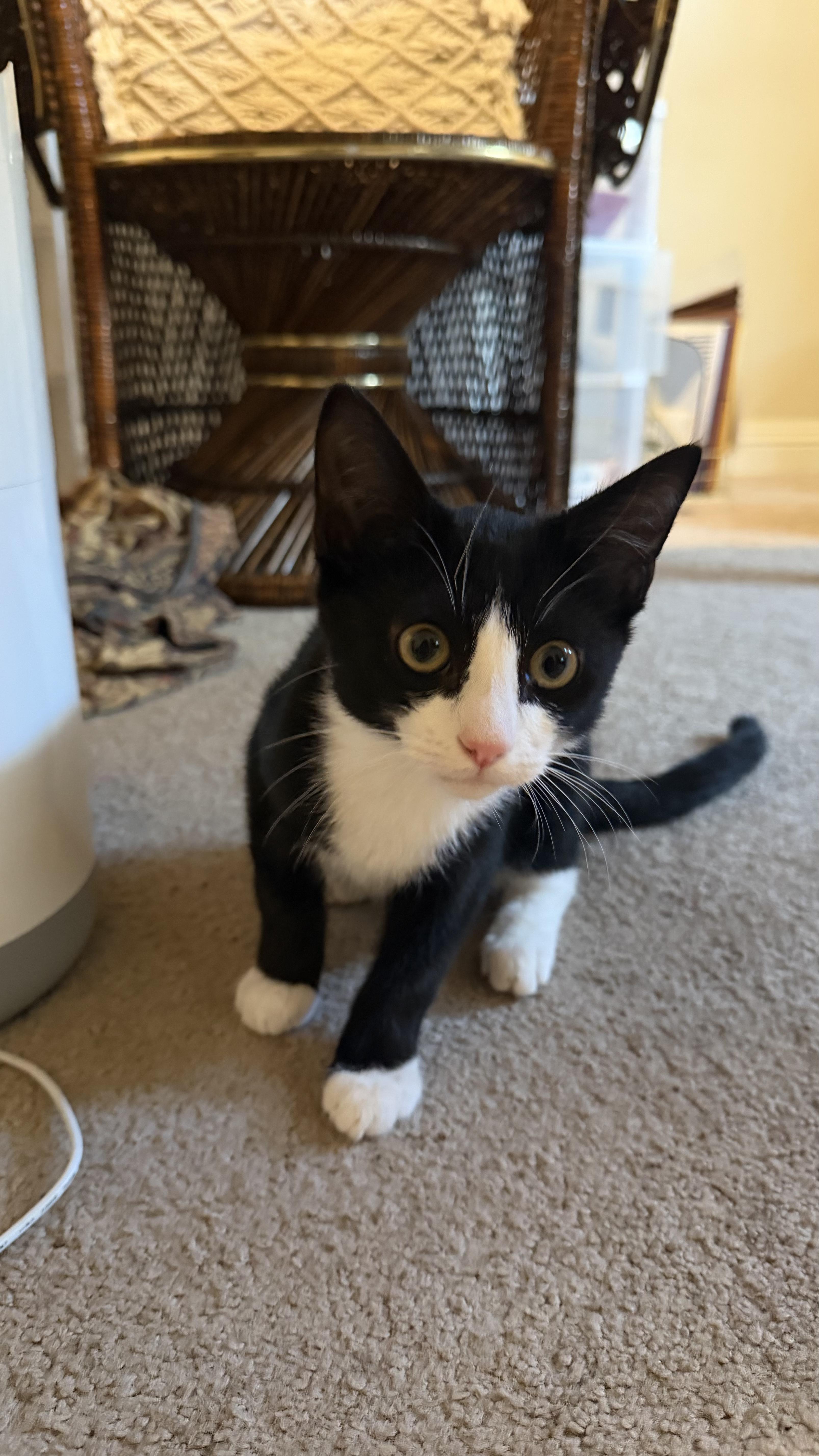 Toby Cat, Adoptable, Young Male Domestic Short Hair.