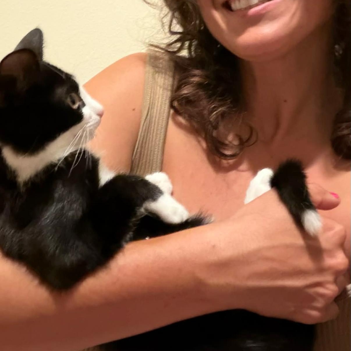 Enlarge Toby Cat, a Adoptable Domestic Short Hair in Long Beach, CA image 2/2