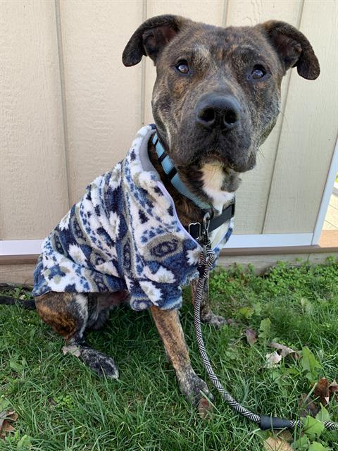 TOBY, Adoptable, Adult Male Staffordshire Bull Terrier & Mixed Breed.