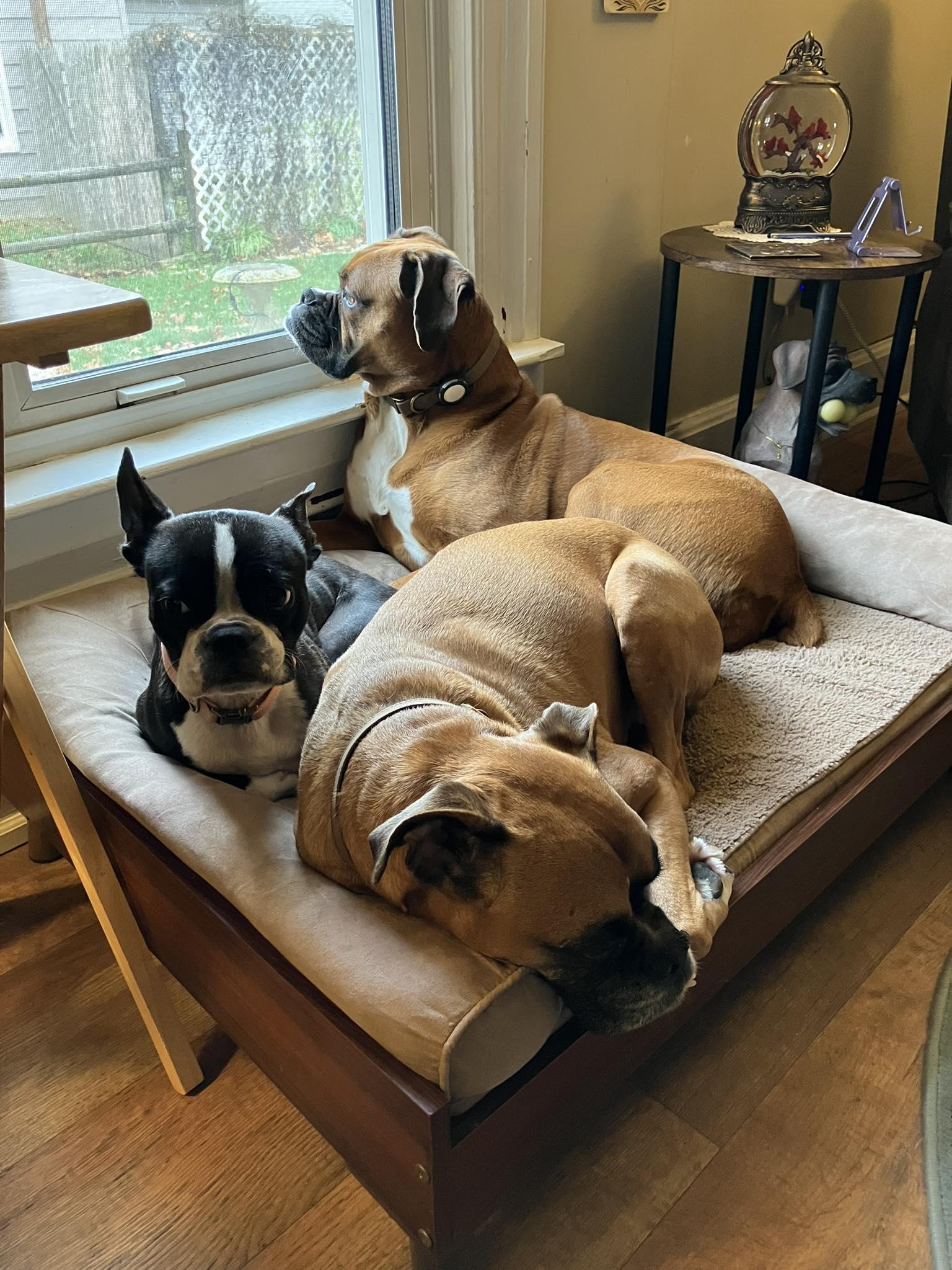 Dakota, Adoptable, Adult Female Boxer.