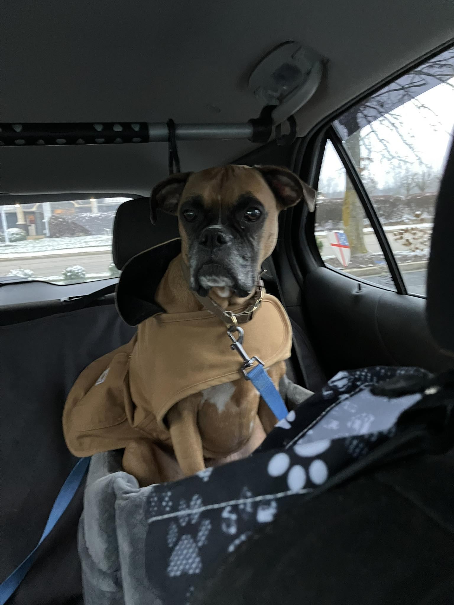 Enlarge Dakota, a Adoptable Boxer in Shakopee, MN image 2/3