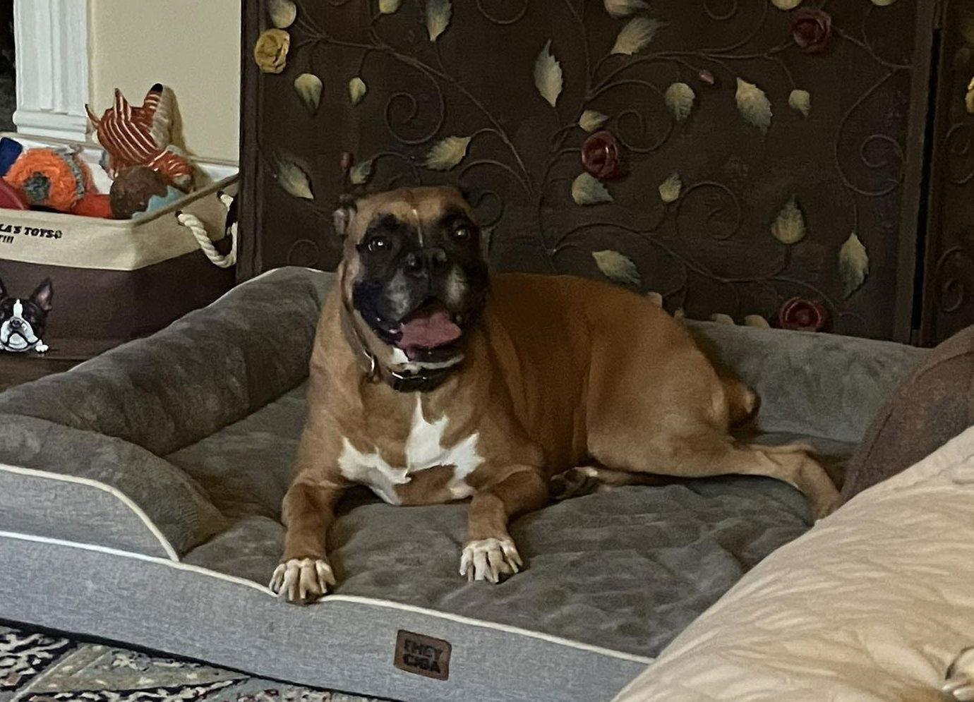 Enlarge Dakota, a Adoptable Boxer in Shakopee, MN image 3/3