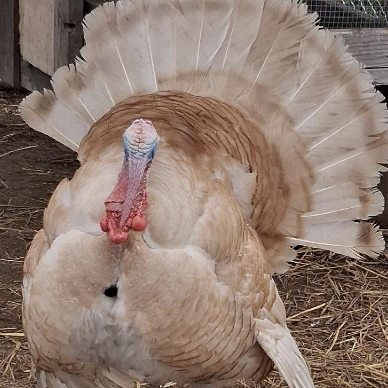 George, Adoptable, Young Male Turkey & Turkey.