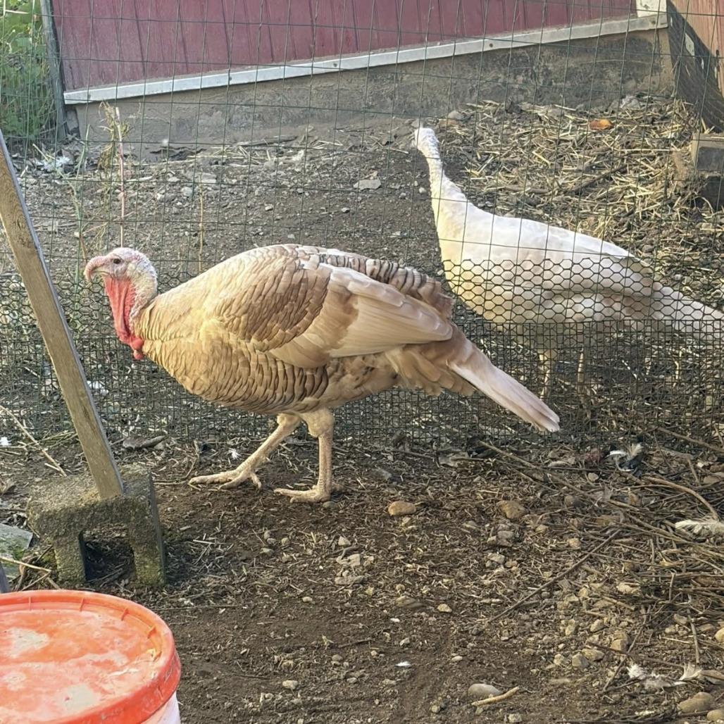 George, a Adoptable mixed breed in Quakertown, PA image 1/2