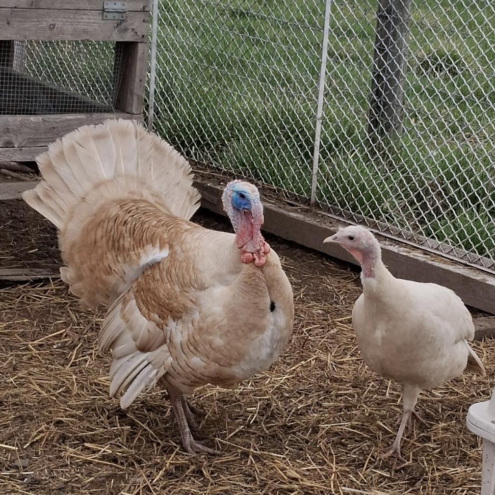 Enlarge George, a Adoptable mixed breed in Quakertown, PA image 2/2