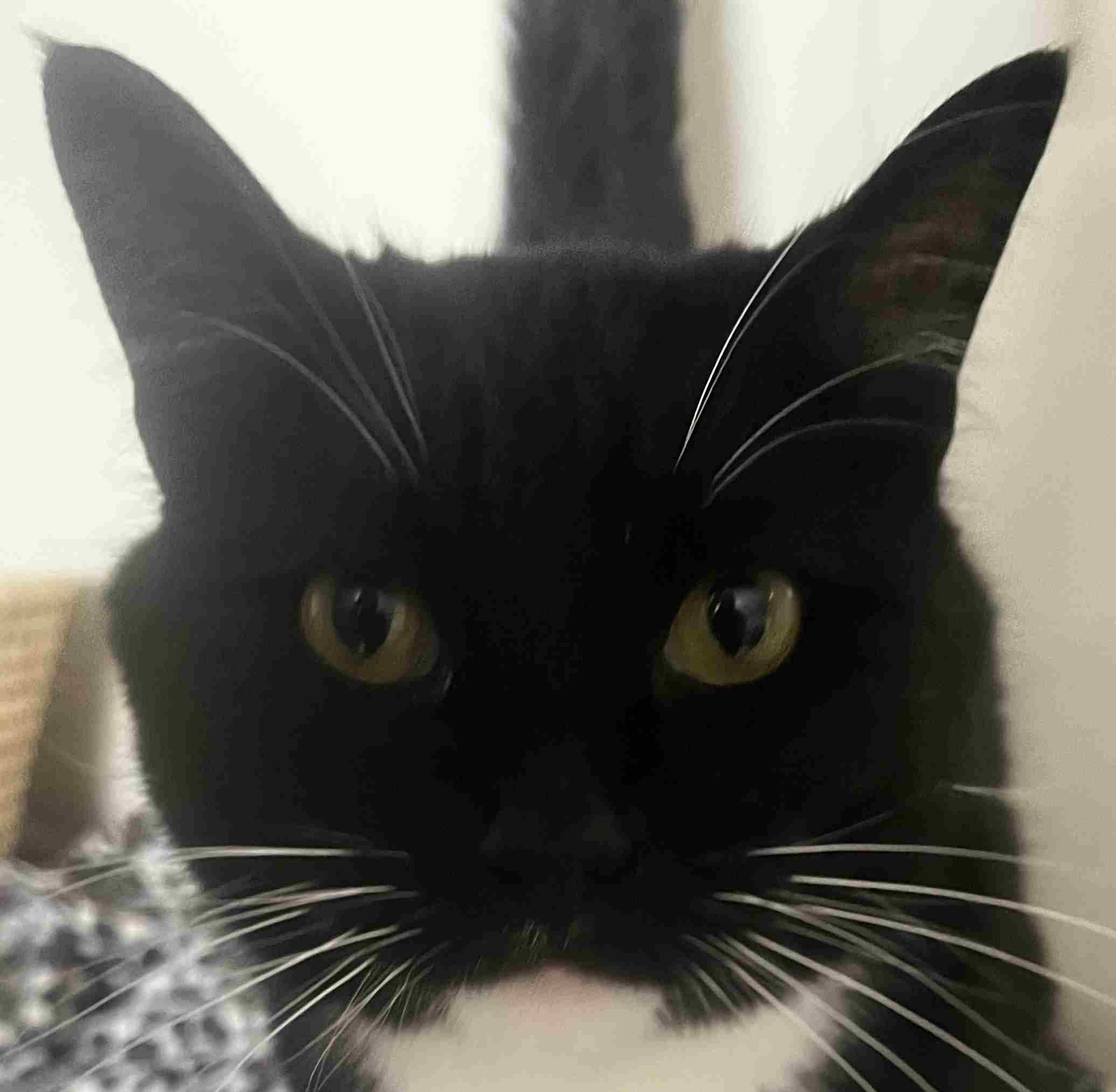 Enlarge Steven, an adopted Domestic Short Hair in New Castle, IN image 1/1