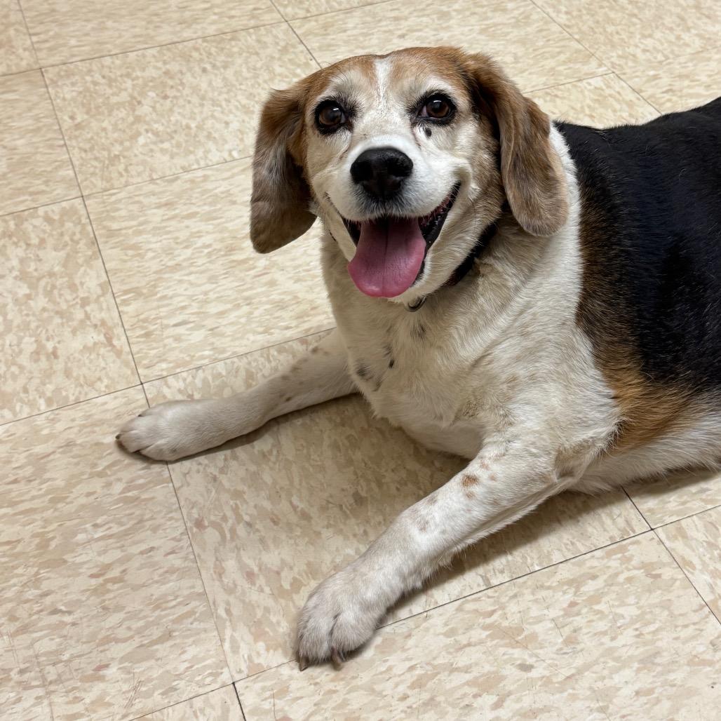 Poppy, Adoptable, Senior Female Beagle.