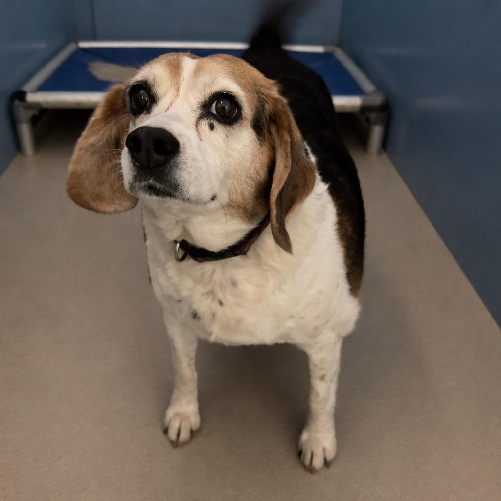 Enlarge Poppy, a Adoptable Beagle in Redwood Falls, MN image 2/2