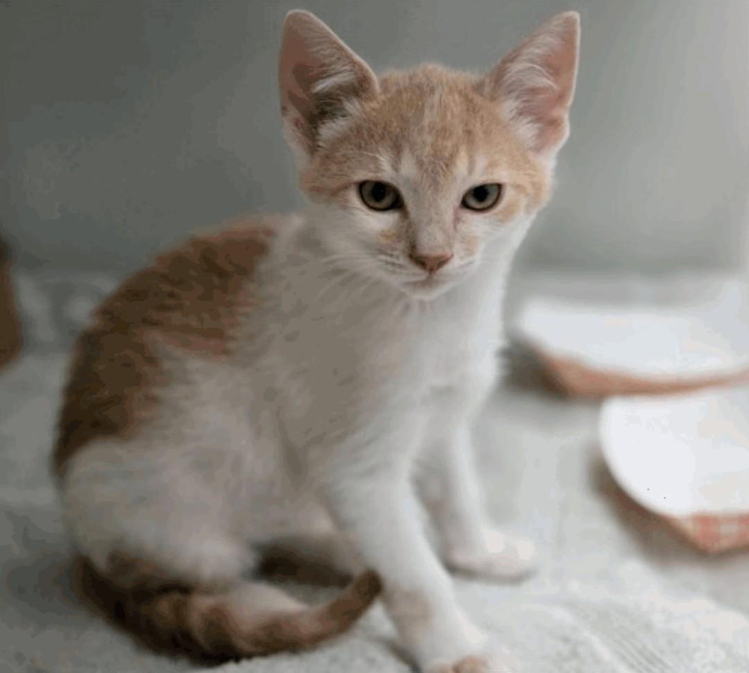 Moose, ADOPTABLE, Young Male Domestic Short Hair.