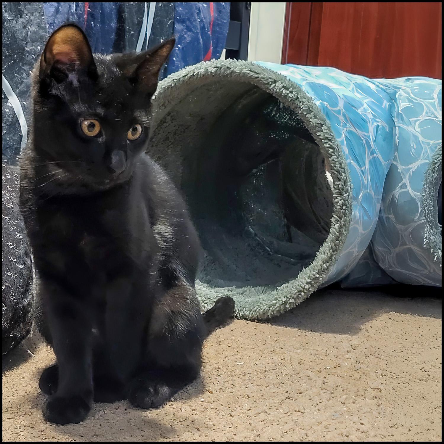 Tebow, ADOPTABLE, Young Female Domestic Short Hair.