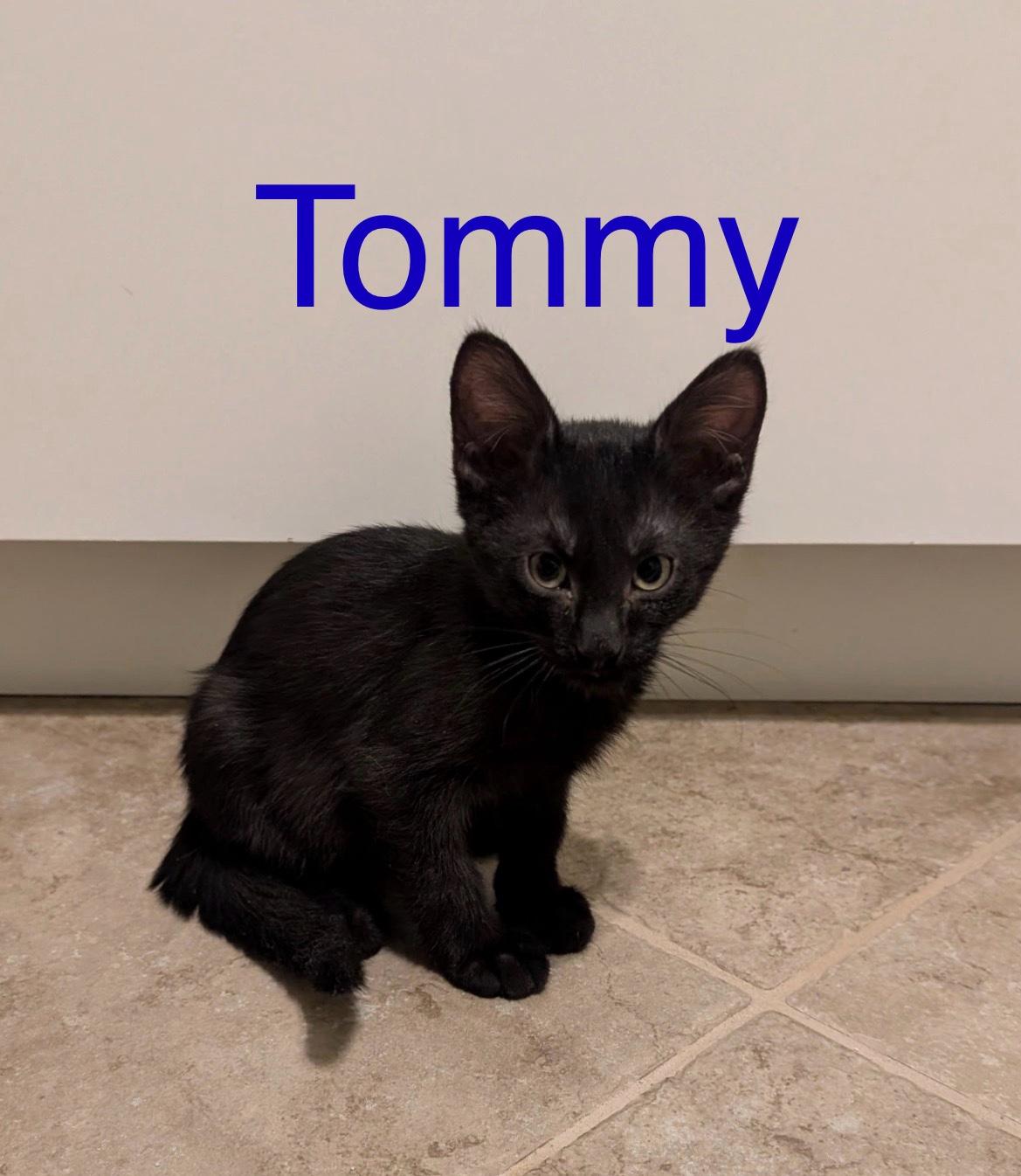 Tommy, ADOPTABLE, Kitten Male Domestic Short Hair.