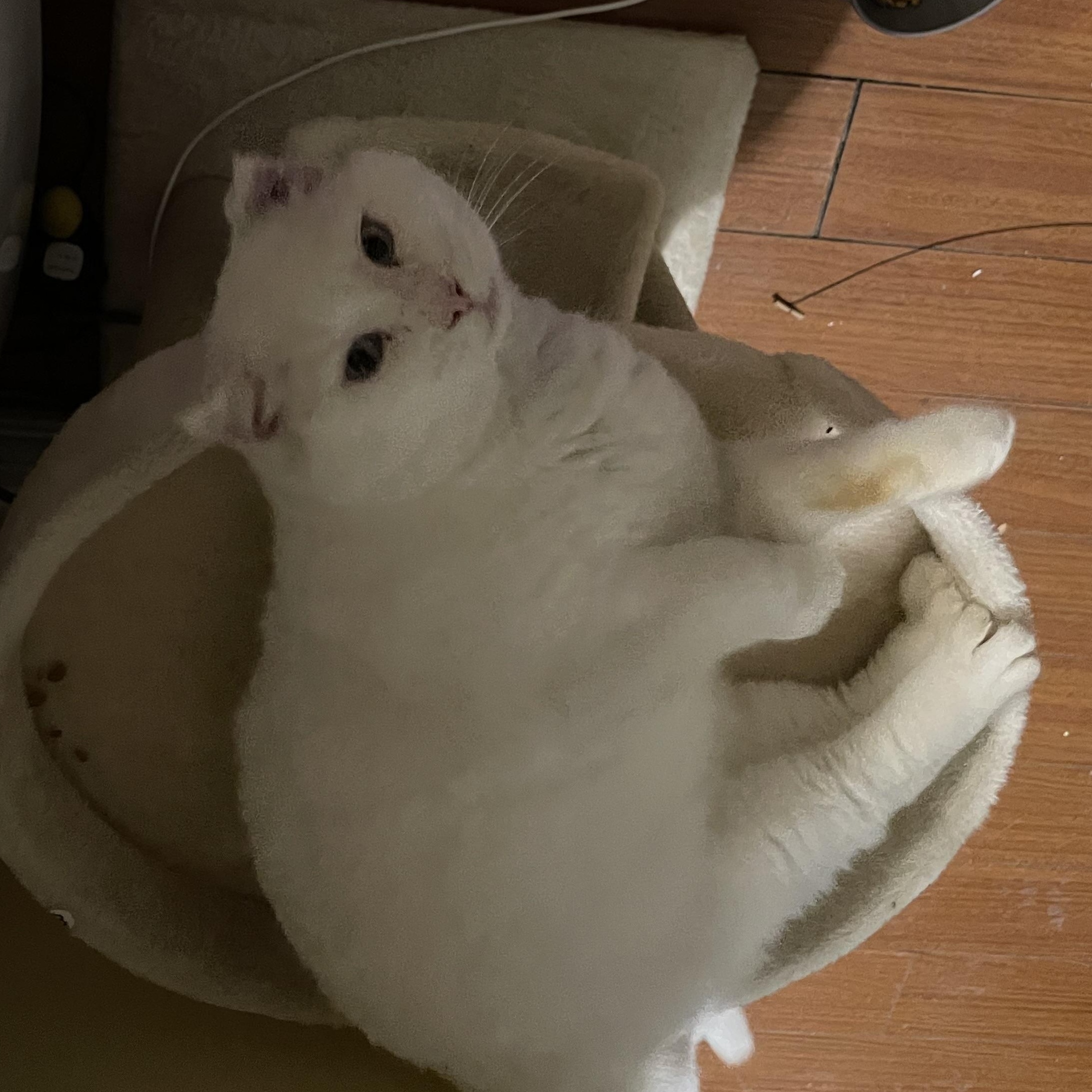 Nimbus, an adoptable Siamese, British Shorthair in Blaine, MN, 55449 | Photo Image 3