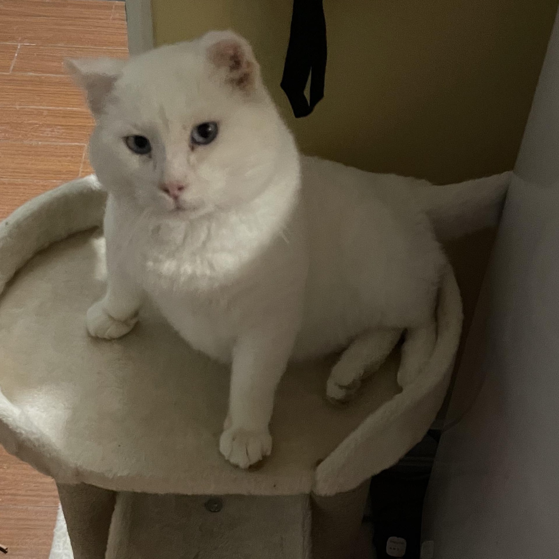 Enlarge Nimbus, a Adoptable mixed breed in Blaine, MN image 4/4