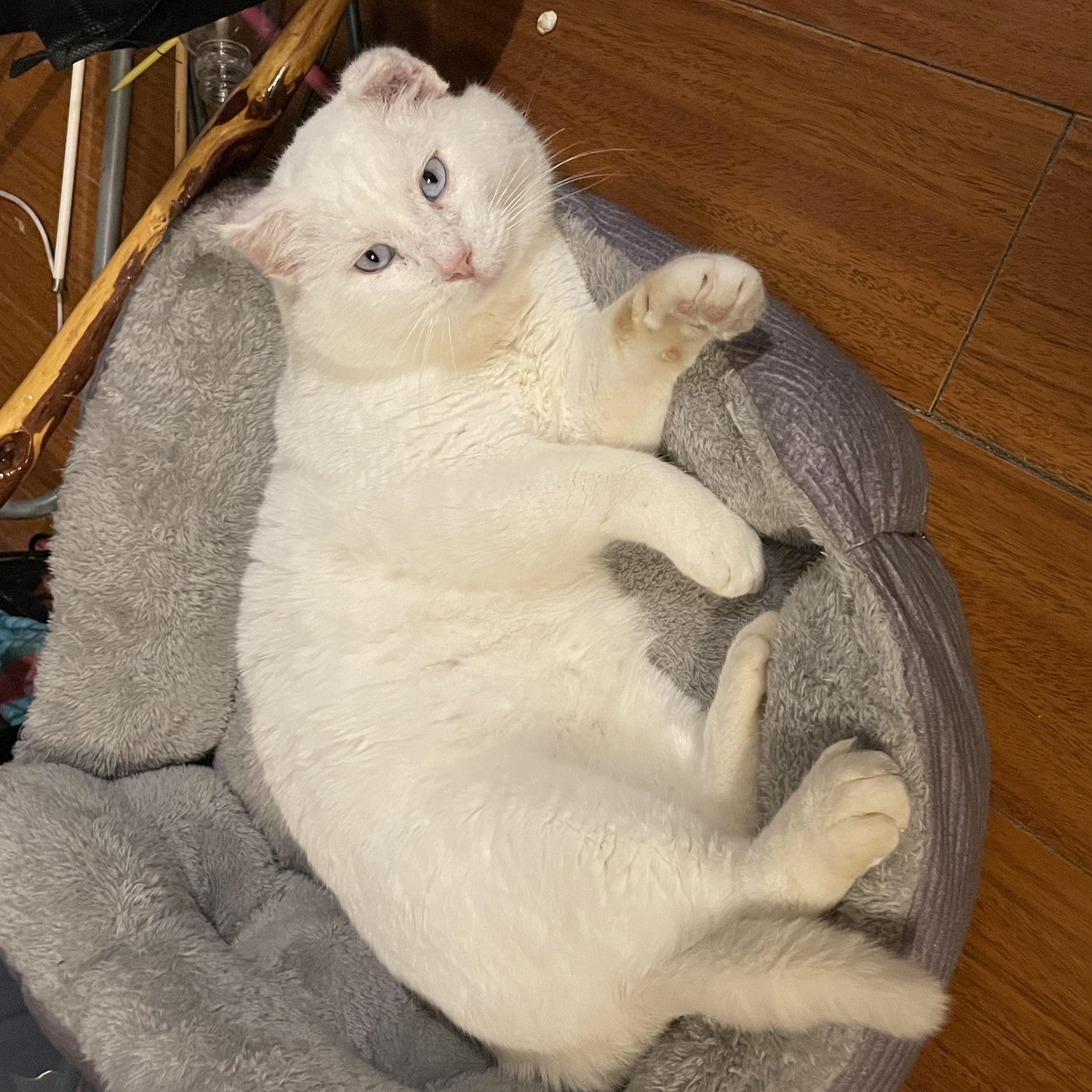 Nimbus, Adoptable, Adult Male Siamese & British Shorthair.