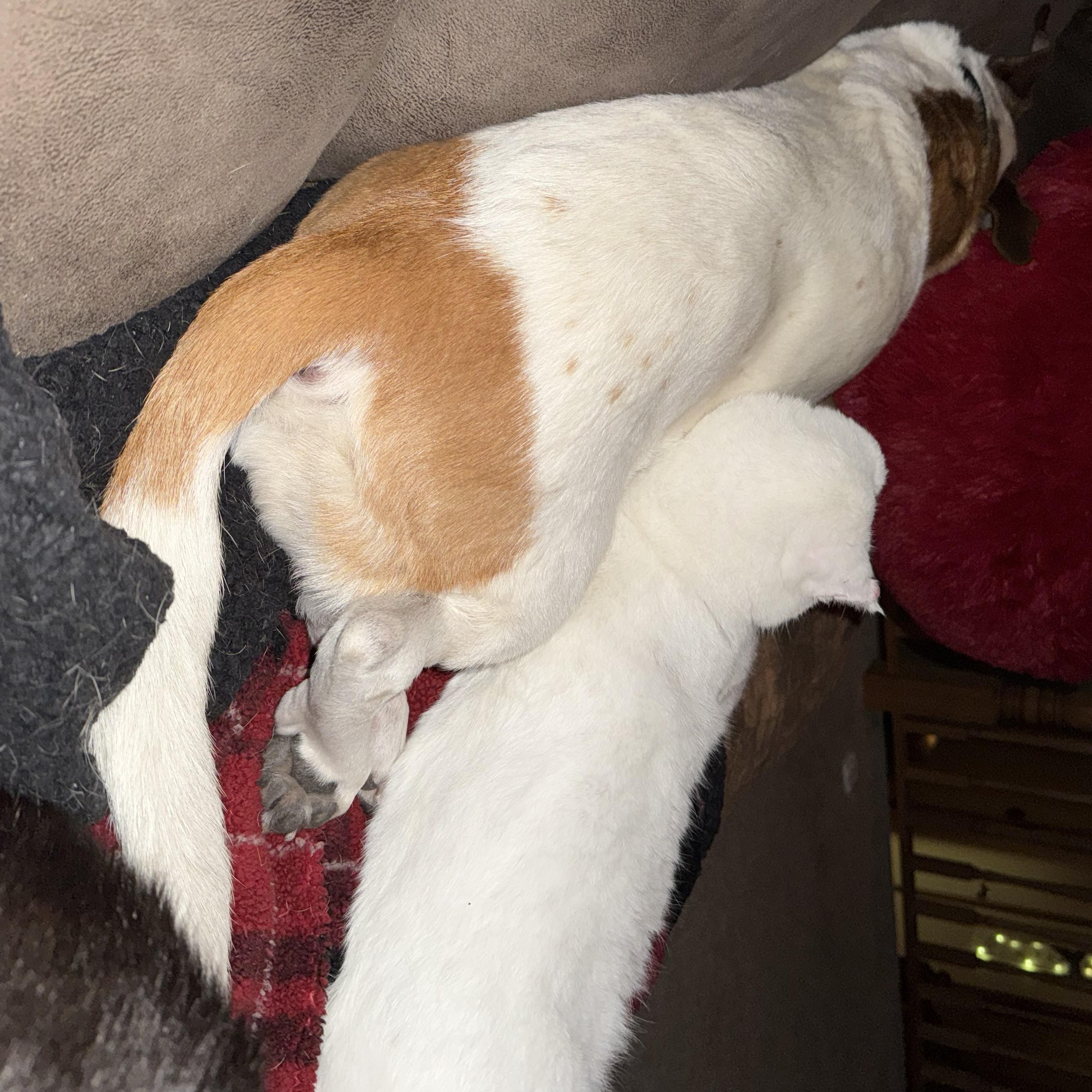 Enlarge Nimbus, a Adoptable mixed breed in Blaine, MN image 2/4