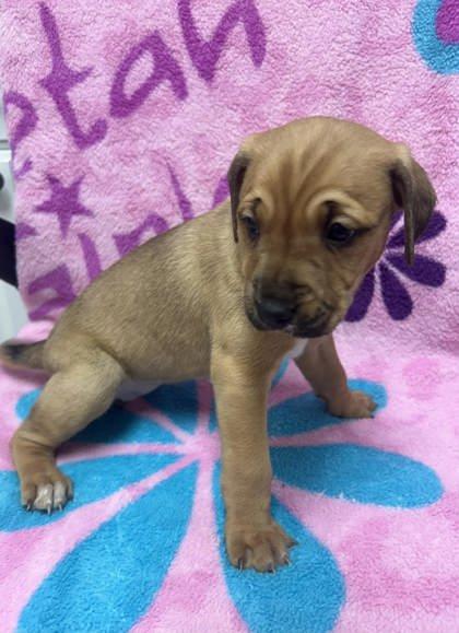 Cardi B, Adopted, Young Female Jack Russell Terrier.