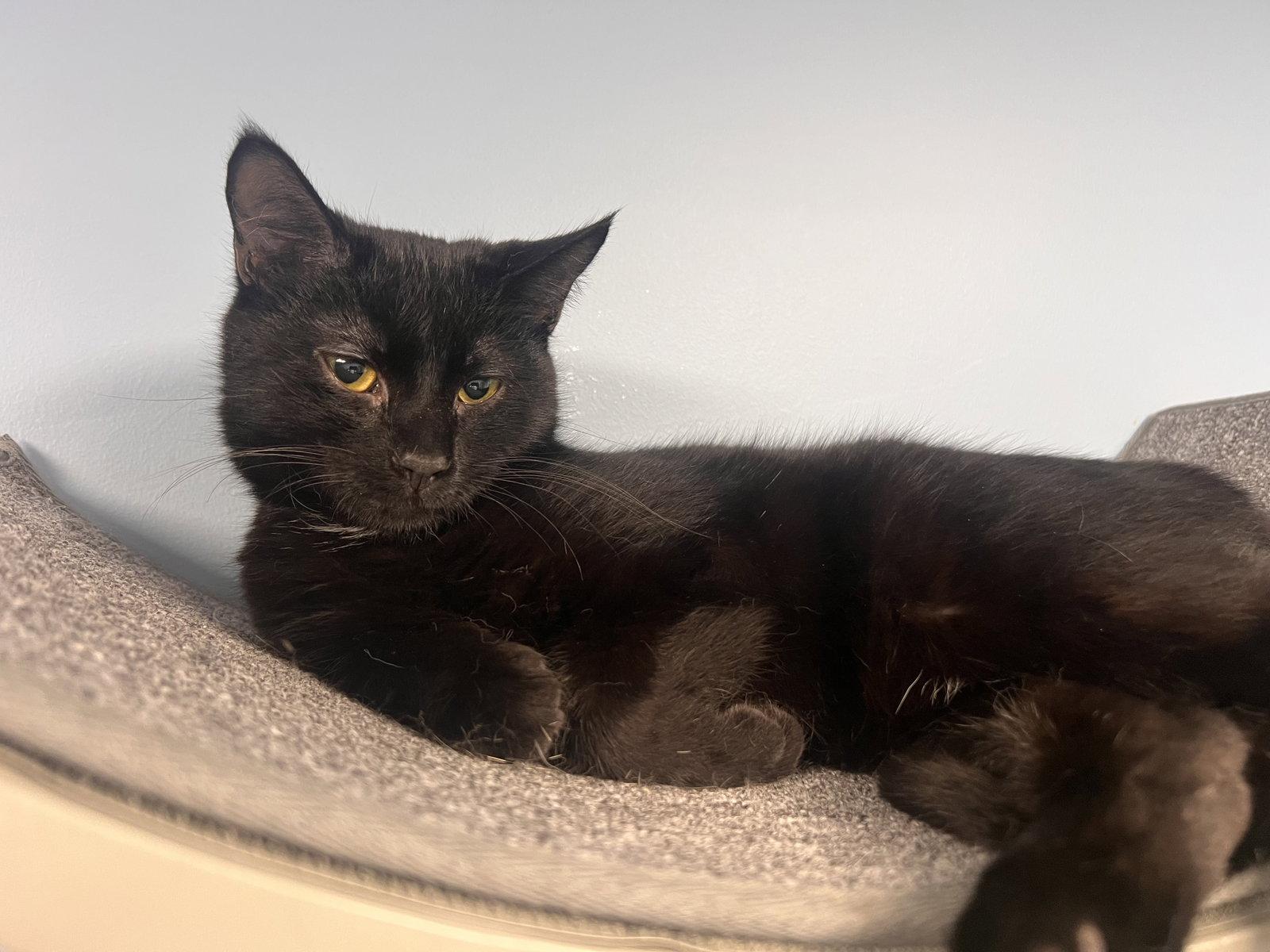 Max - Must Apply in Person !, Adoptable, Young Male Domestic Short Hair.
