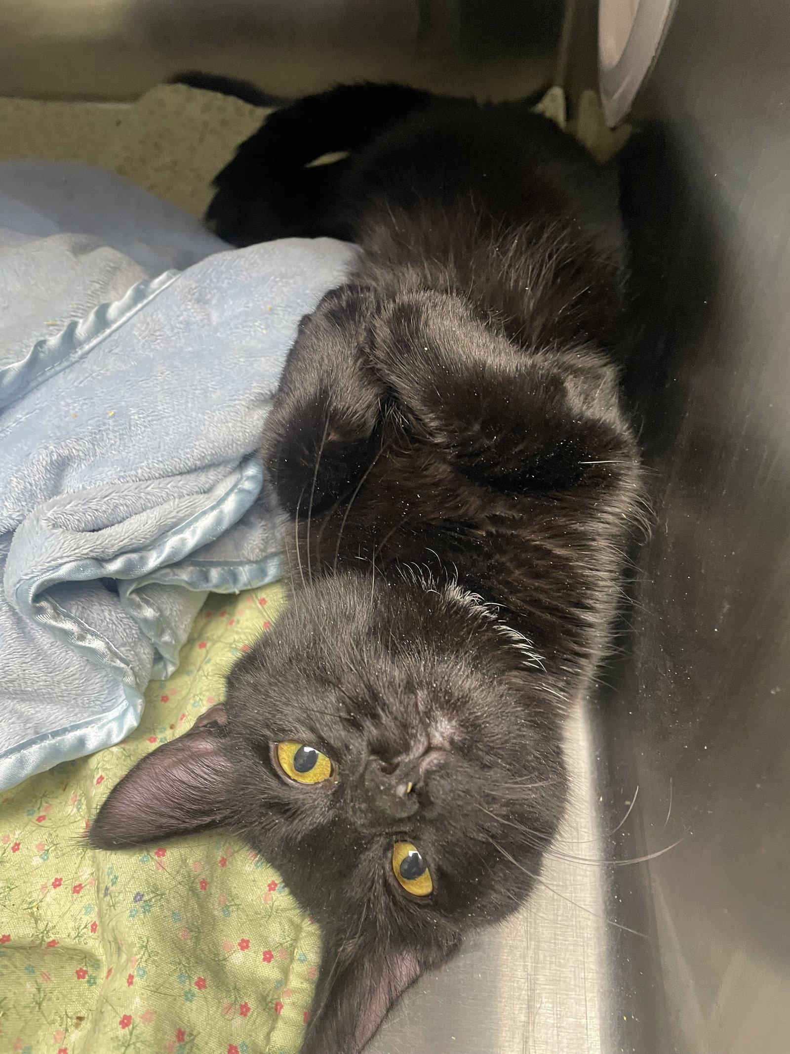Max - Must Apply in Person !, a Adoptable Domestic Short Hair in Georgetown, KY image 2/3