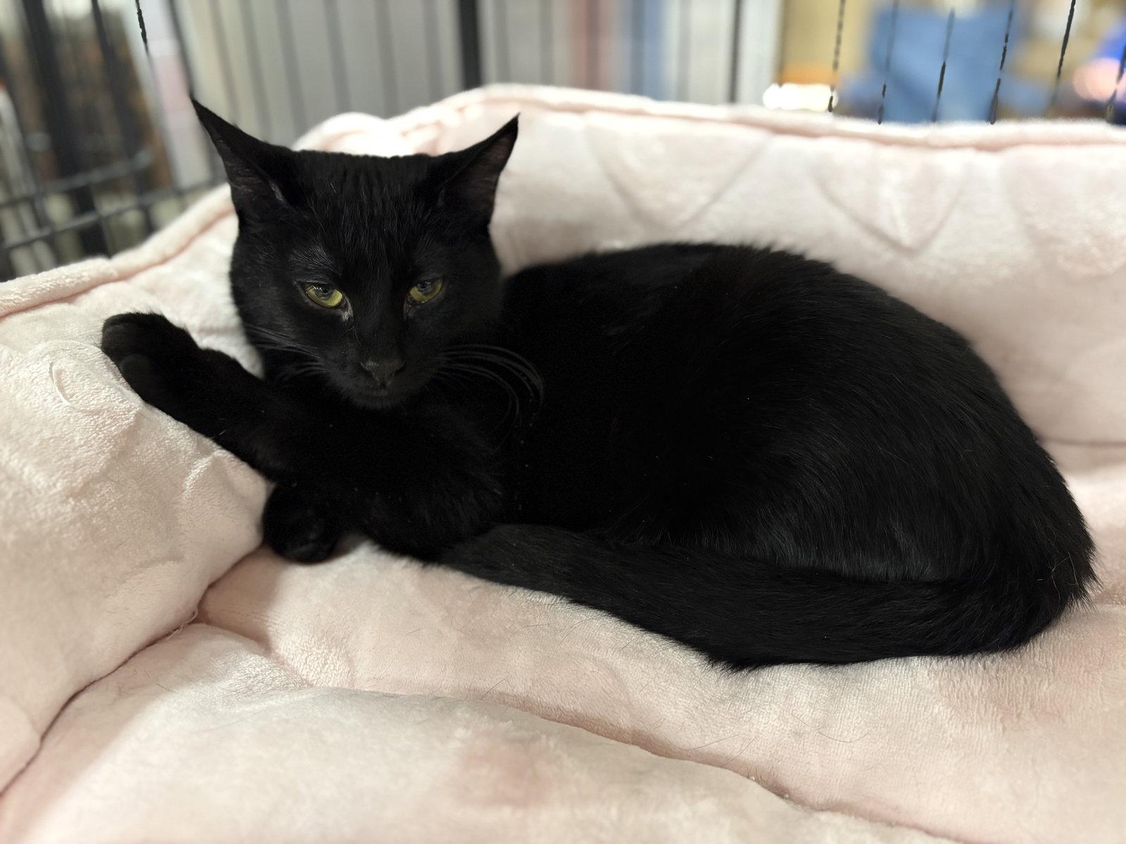 Max - Must Apply in Person !, a Adoptable Domestic Short Hair in Georgetown, KY image 3/3