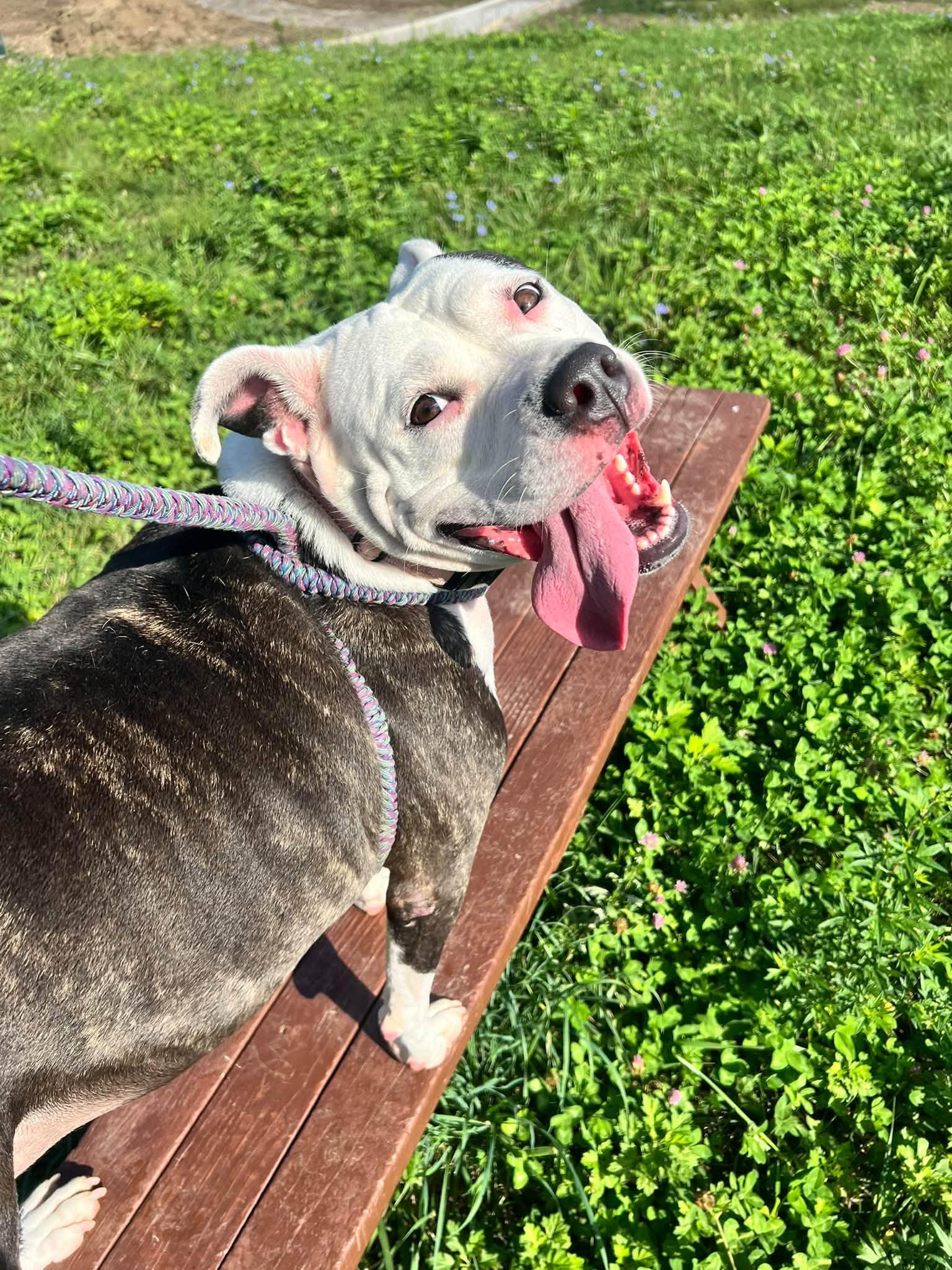 Enlarge Baby Girl, an adoptable mixed breed in Cleveland, OH image 2/5