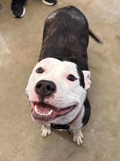 Enlarge Baby Girl, an adoptable mixed breed in Cleveland, OH image 4/5