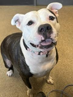 Enlarge Baby Girl, an adoptable mixed breed in Cleveland, OH image 3/5