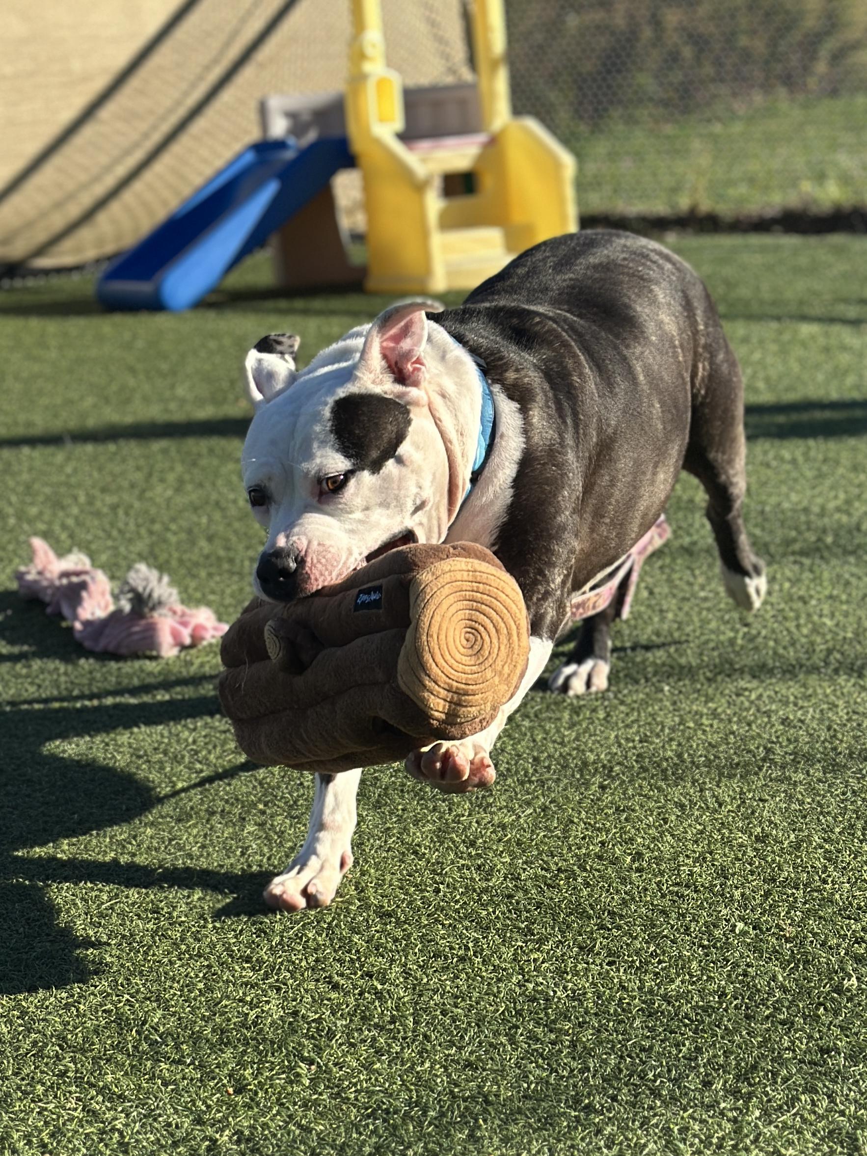 Enlarge Baby Girl, a Adoptable mixed breed in Cleveland, OH image 6/6