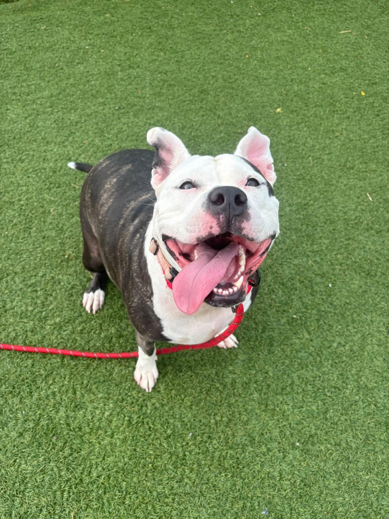 Enlarge Baby Girl, a Adoptable mixed breed in Cleveland, OH image 4/6