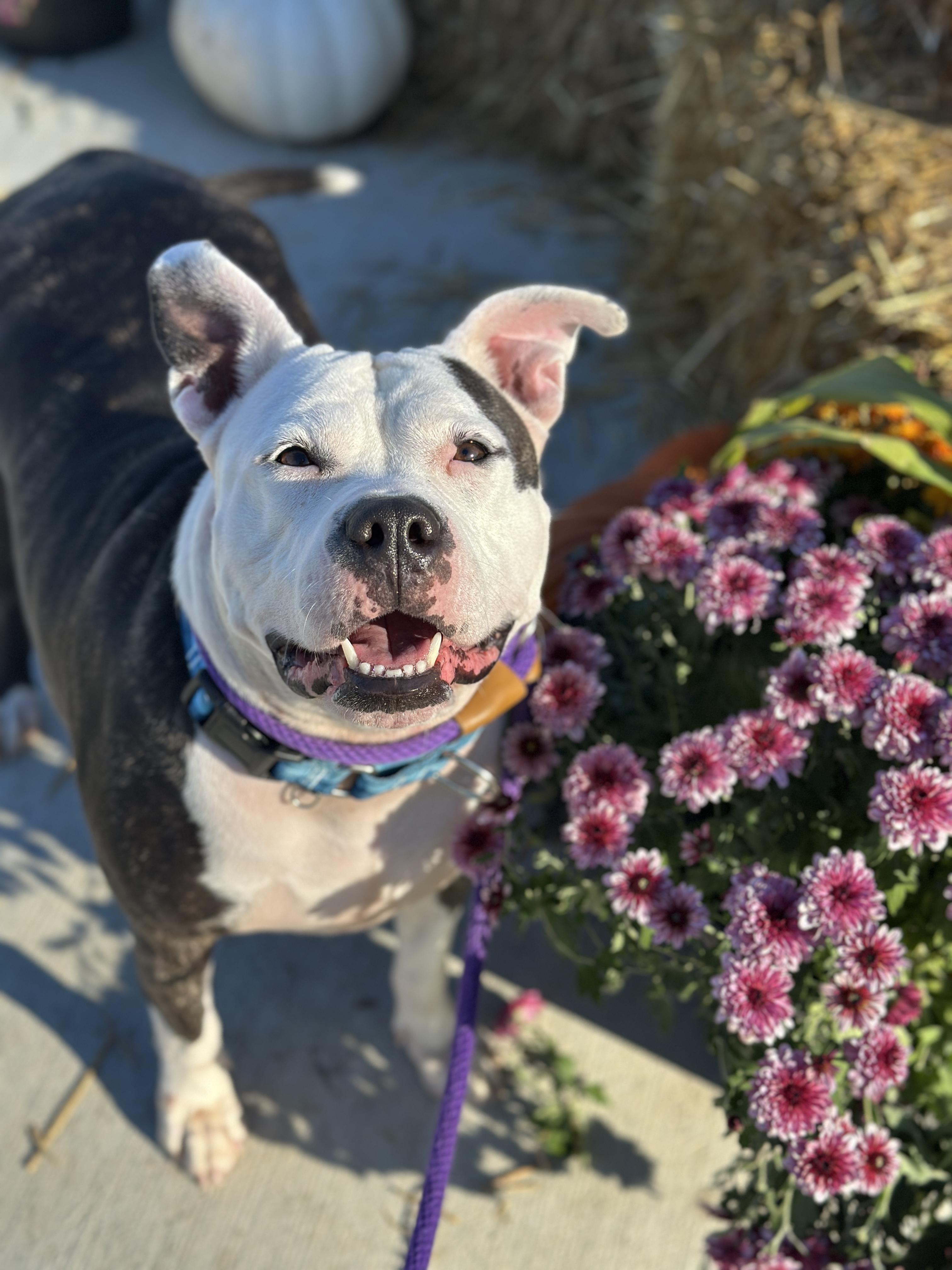 Baby Girl, Adoptable, Young Female Terrier & Pit Bull Terrier.