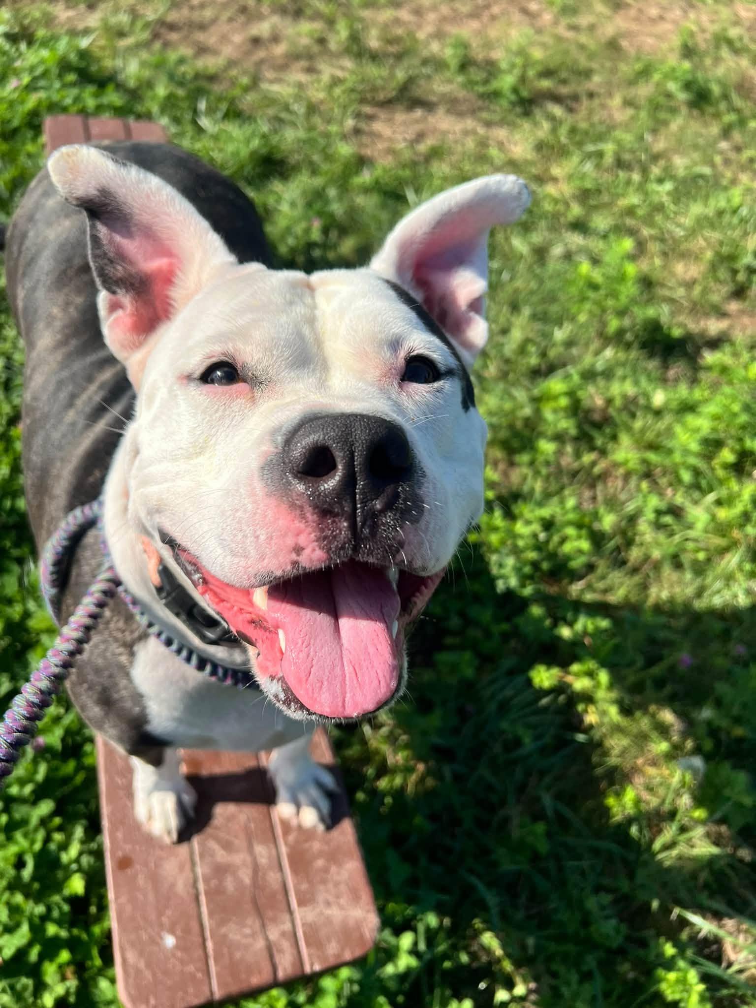 Enlarge Baby Girl, an adoptable mixed breed in Cleveland, OH image 1/5