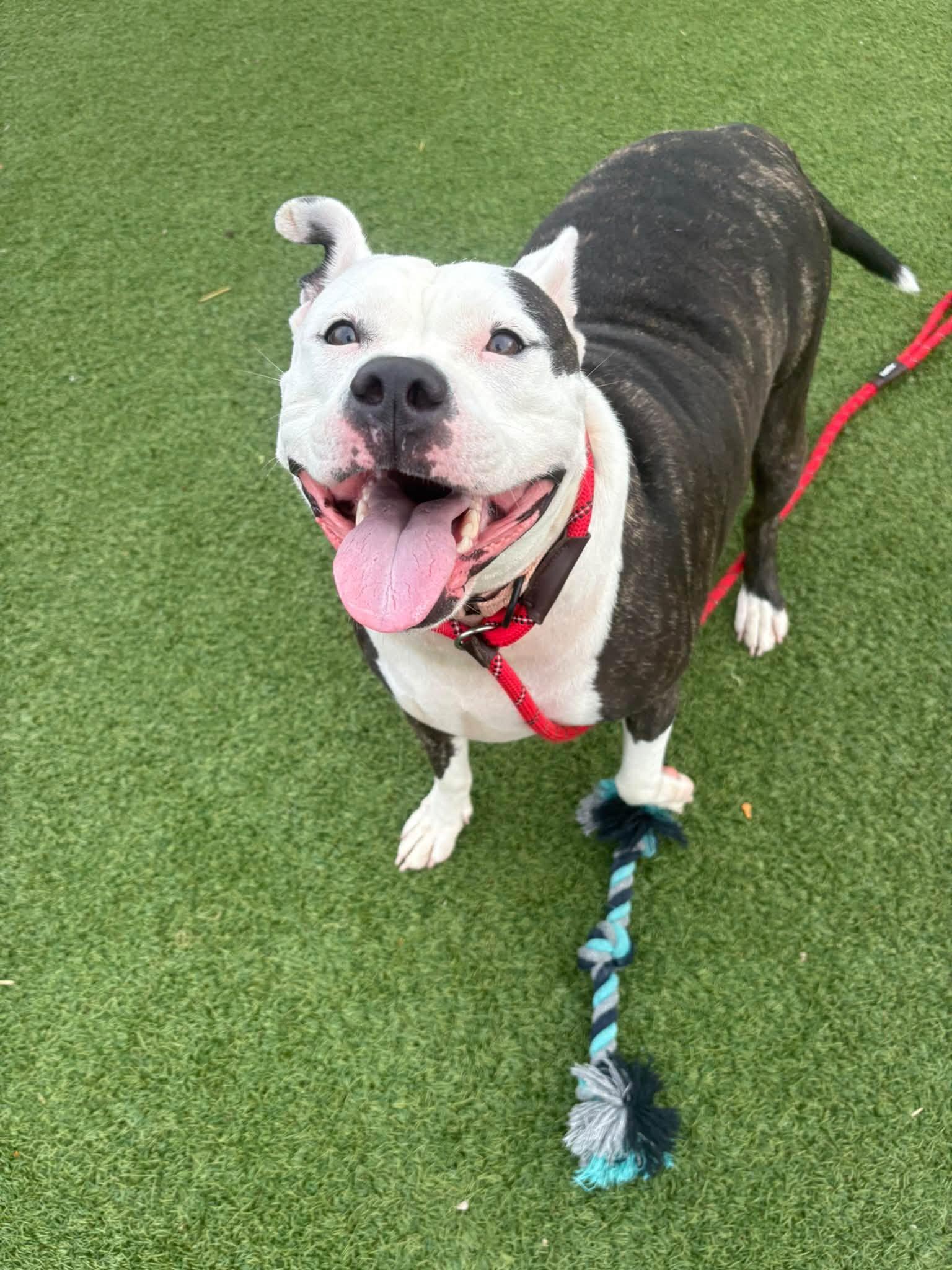 Enlarge Baby Girl, a Adoptable mixed breed in Cleveland, OH image 5/6