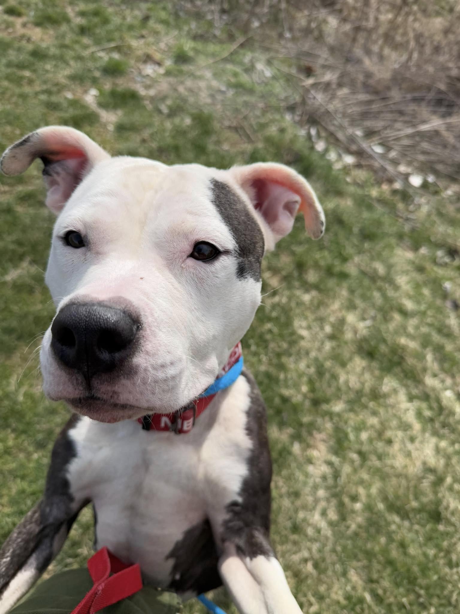 Enlarge Baby Girl, an adoptable mixed breed in Cleveland, OH image 5/5